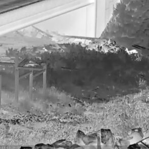Video capture of deer chasing coyote at night
