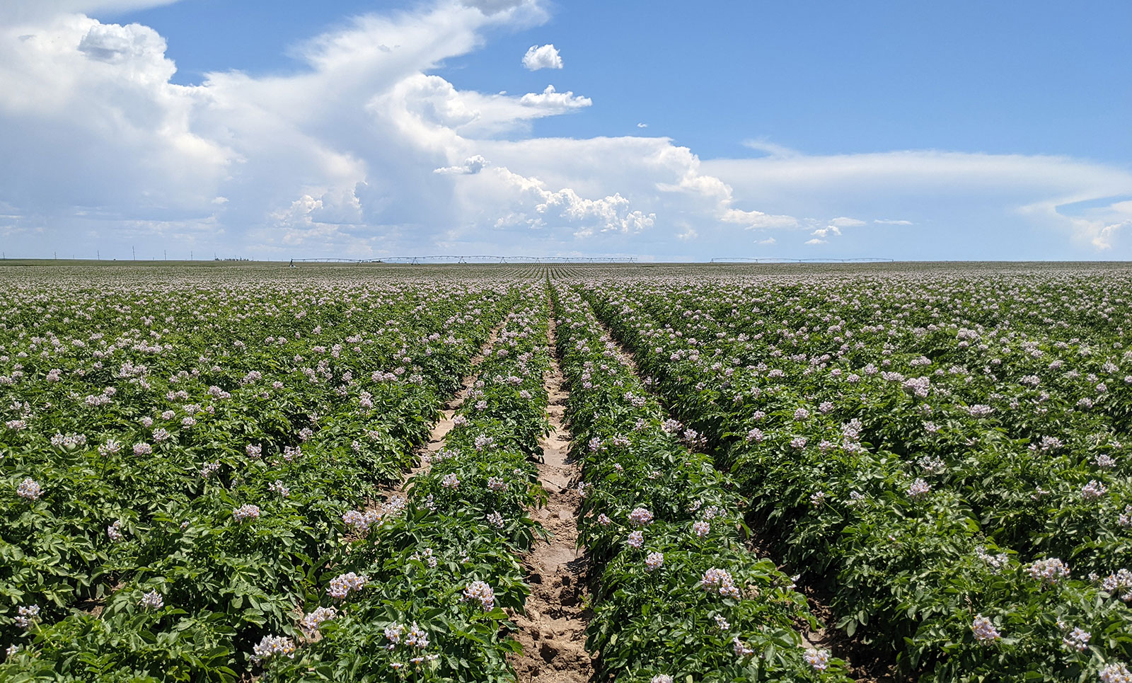 Potato fields in bloom