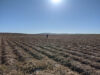 Solitary figure standing along in Western cultivated field