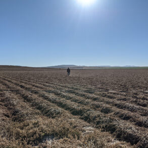 Solitary figure standing along in Western cultivated field