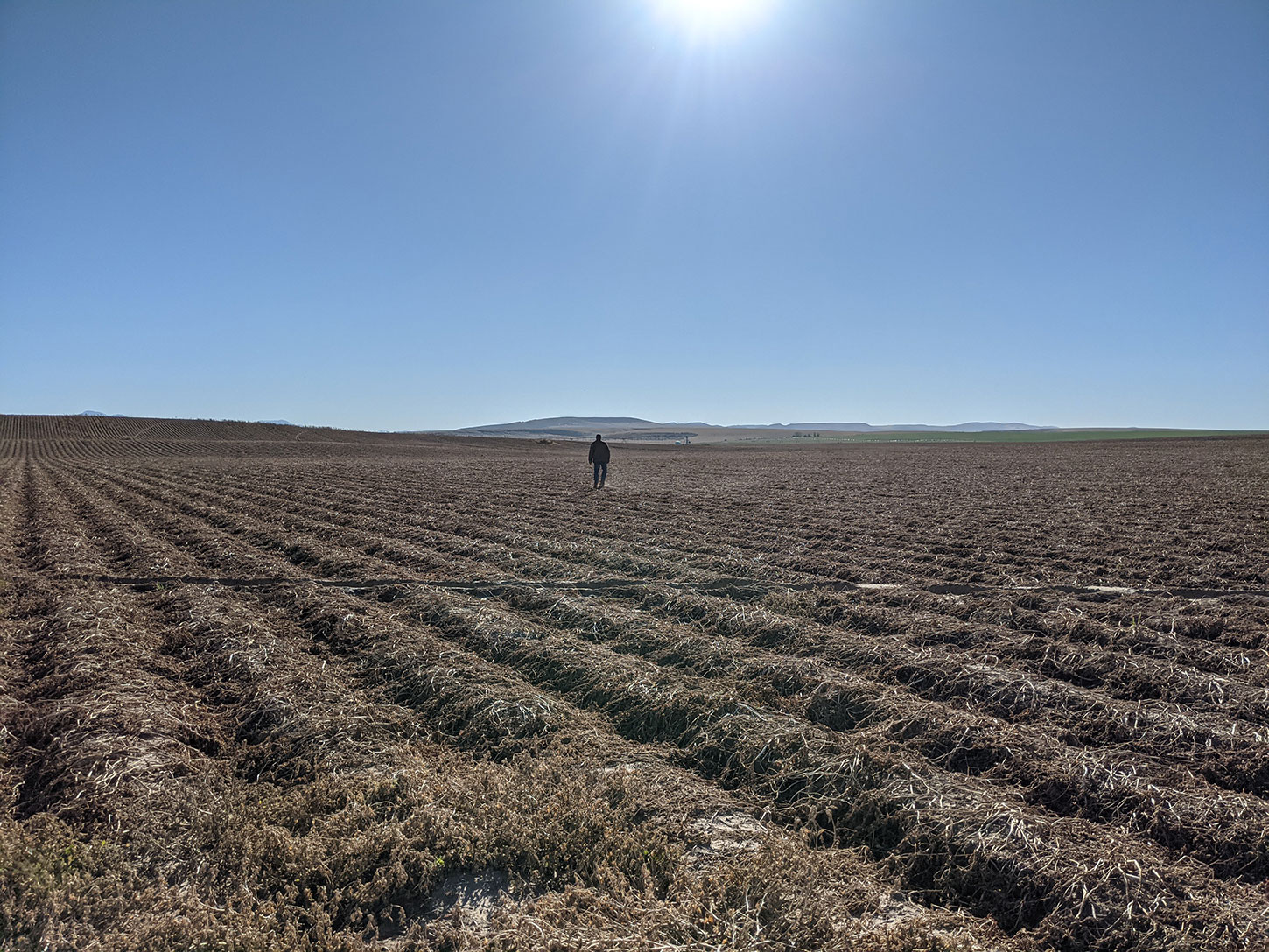 Solitary figure standing along in Western cultivated field