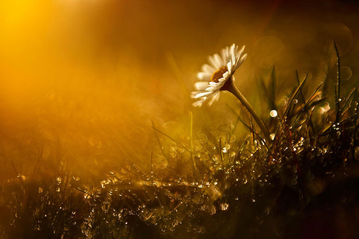 Flower and grass in morning light