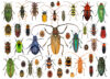 Beetle species