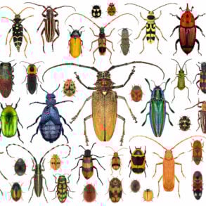 Beetle species
