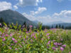 Fireweed in the Colorado Rockies