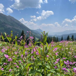 Fireweed in the Colorado Rockies