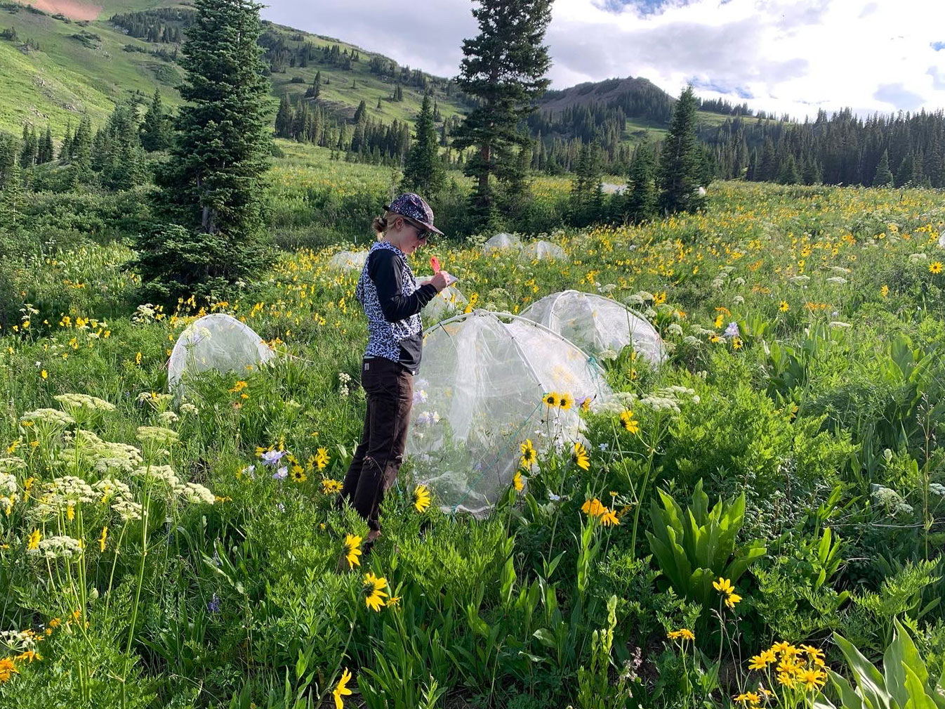 Recording wildflowers