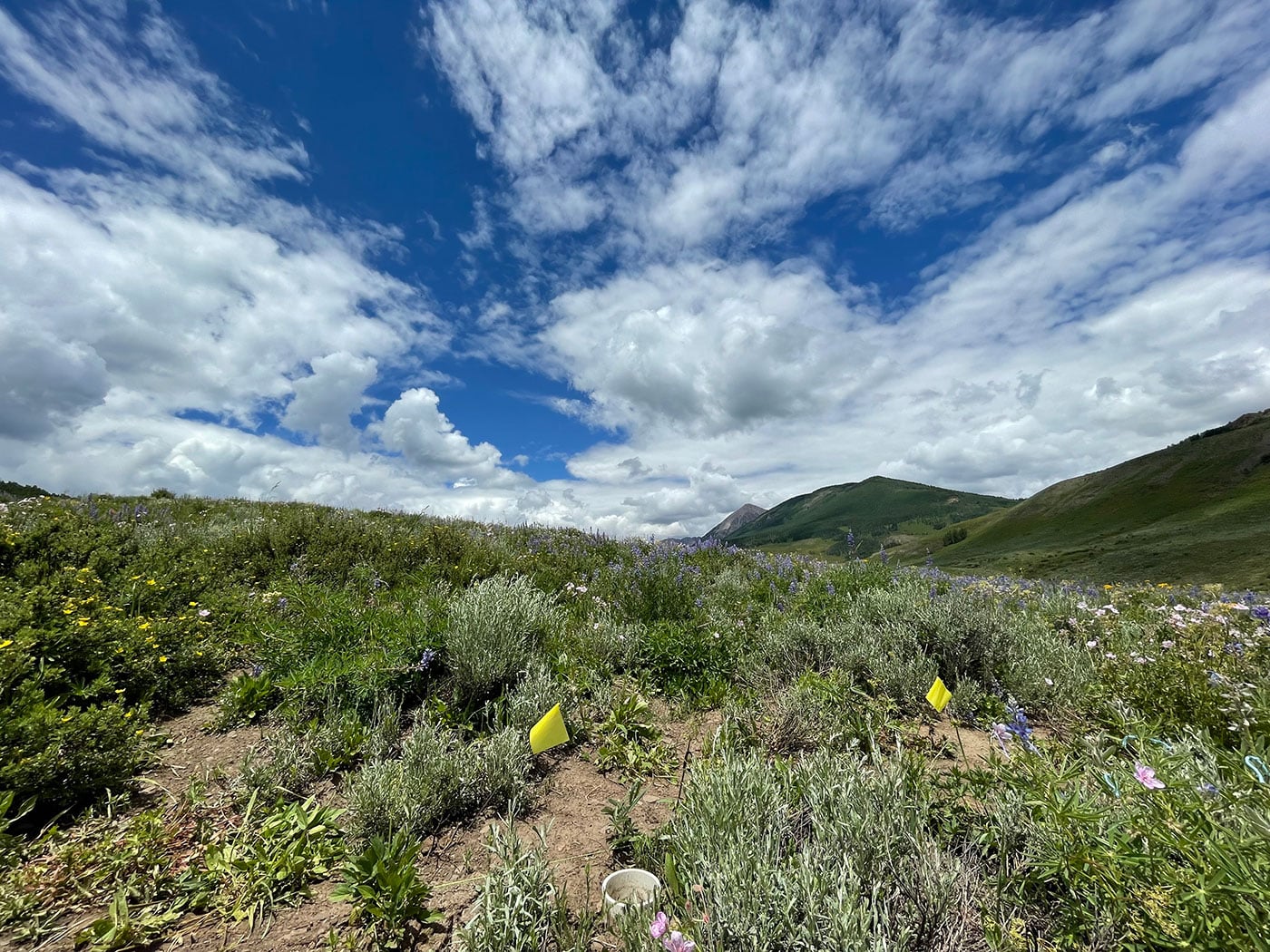 Wildflower plots
