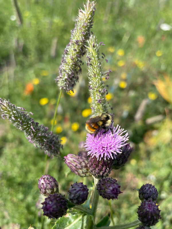 Bee on purple thistle