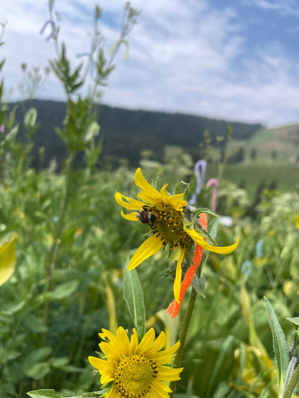Tagged dwarf sunflower