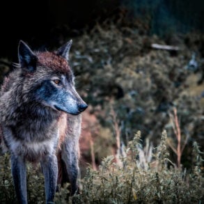 Wolf