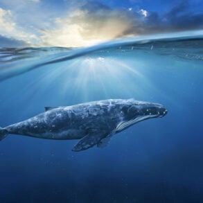 Whale under water