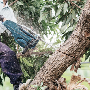 Man chainsawing a tree