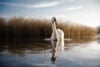 Swan