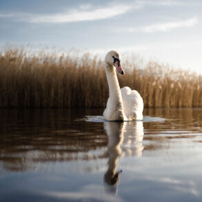 Swan