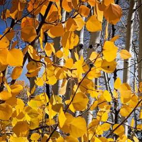 Autumn aspen leaves
