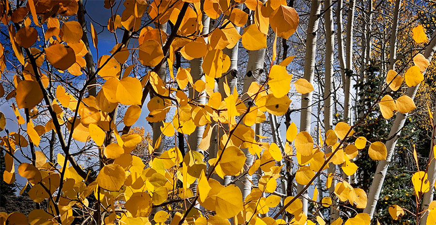 Autumn aspen leaves