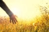 Hand touching high grass