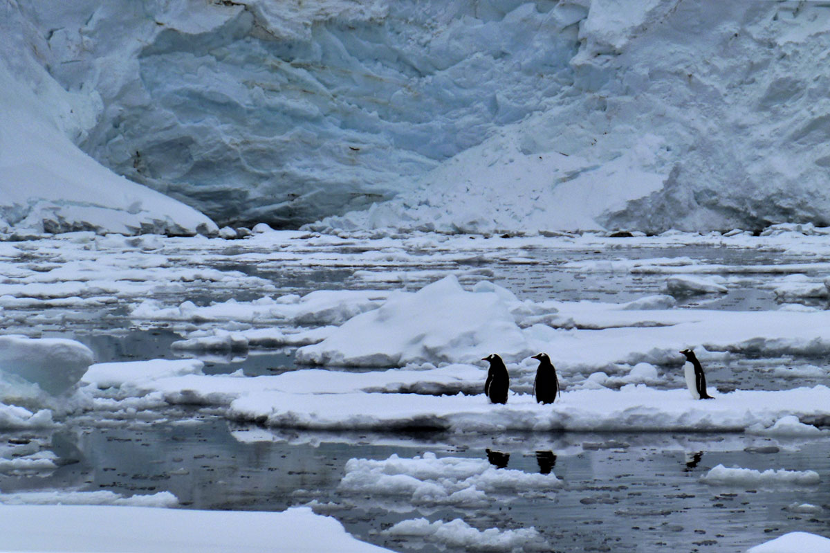 Penguins in Antarctica