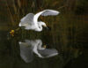 Snowy egret reflected in flight