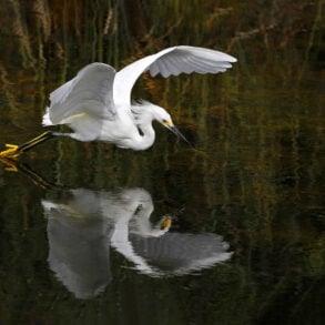 Snowy egret reflected in flight