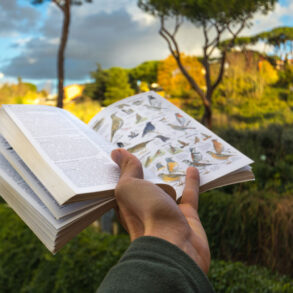 Hand holding bird field guide