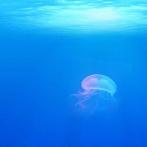 Jellyfish