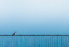 Pigeon on fence with blue background