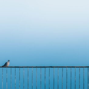 Pigeon on fence with blue background