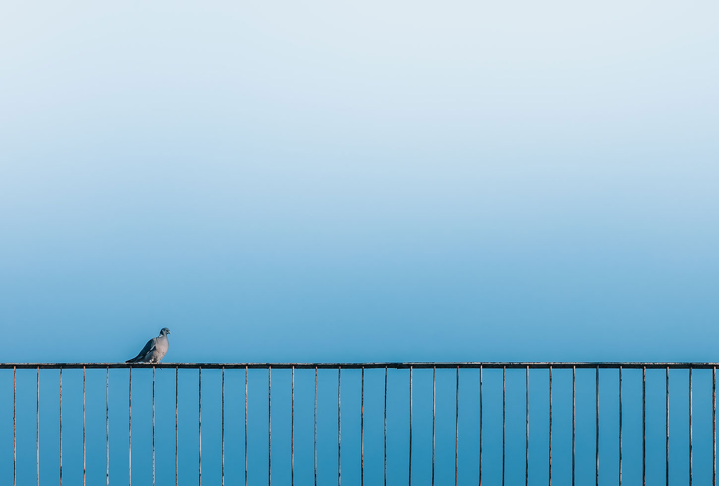 Pigeon on fence with blue background