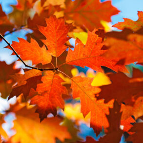 Red oak leaves in autumn