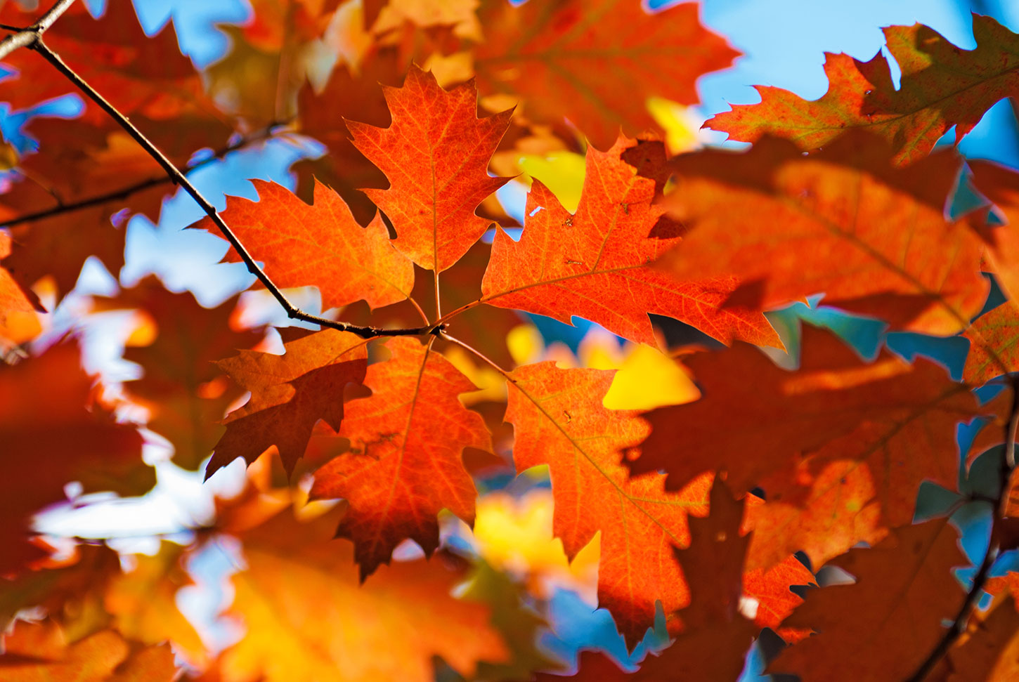 Red oak leaves in autumn