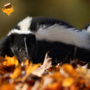 Skunk among fallen autumn leaves