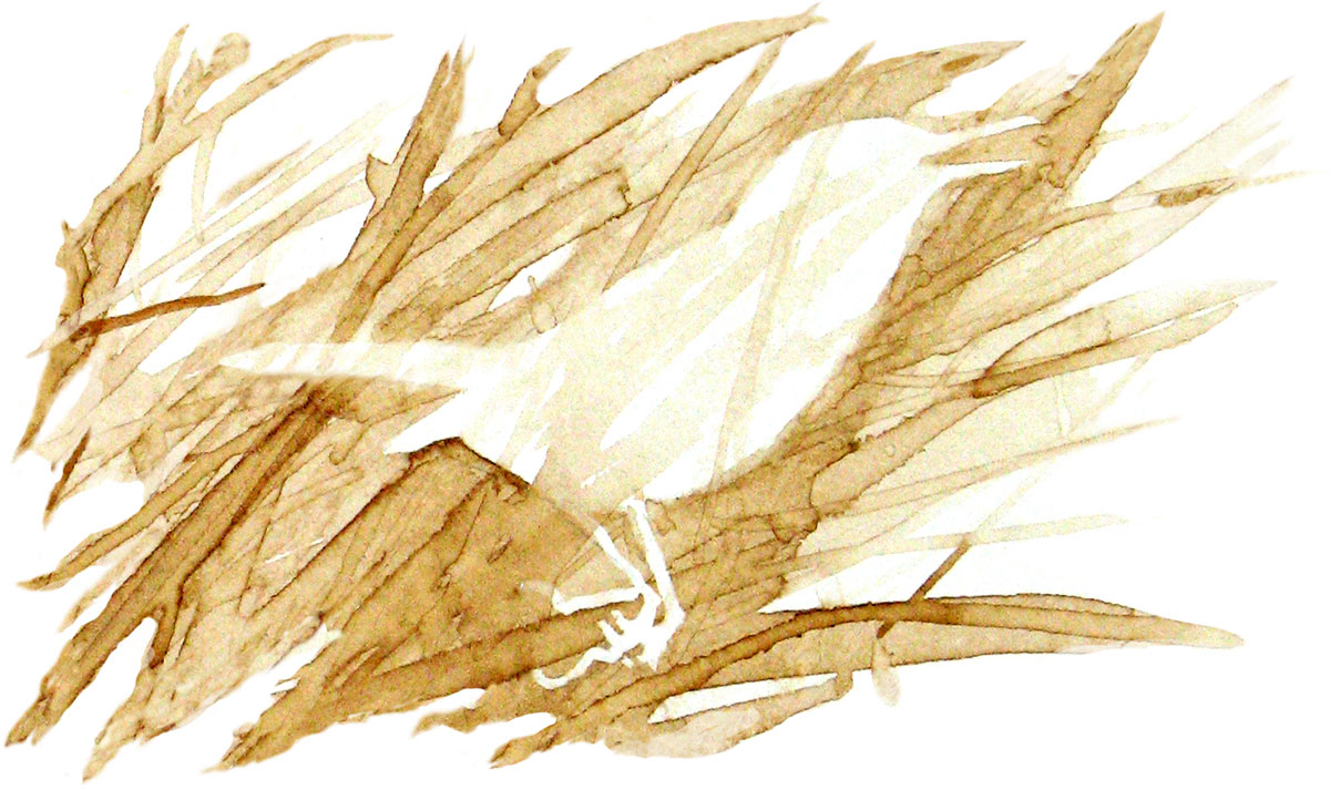 Bird silhouette on grasses.