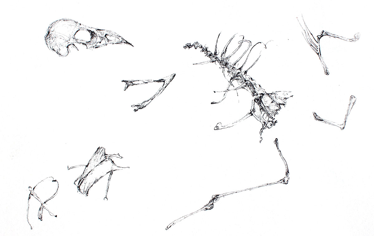 Illustration of bird bones, including skull