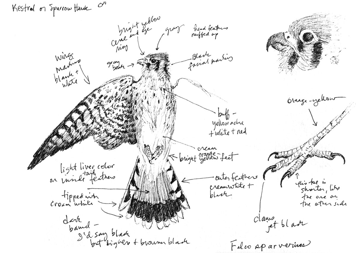 Kestrel illustration