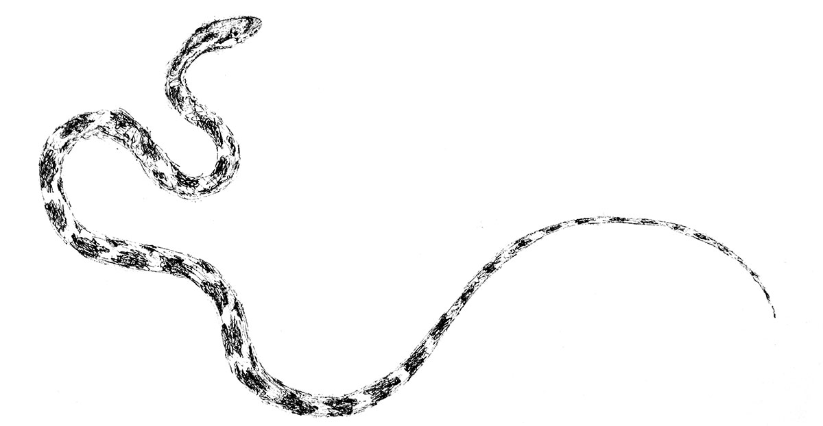 Snake illustration