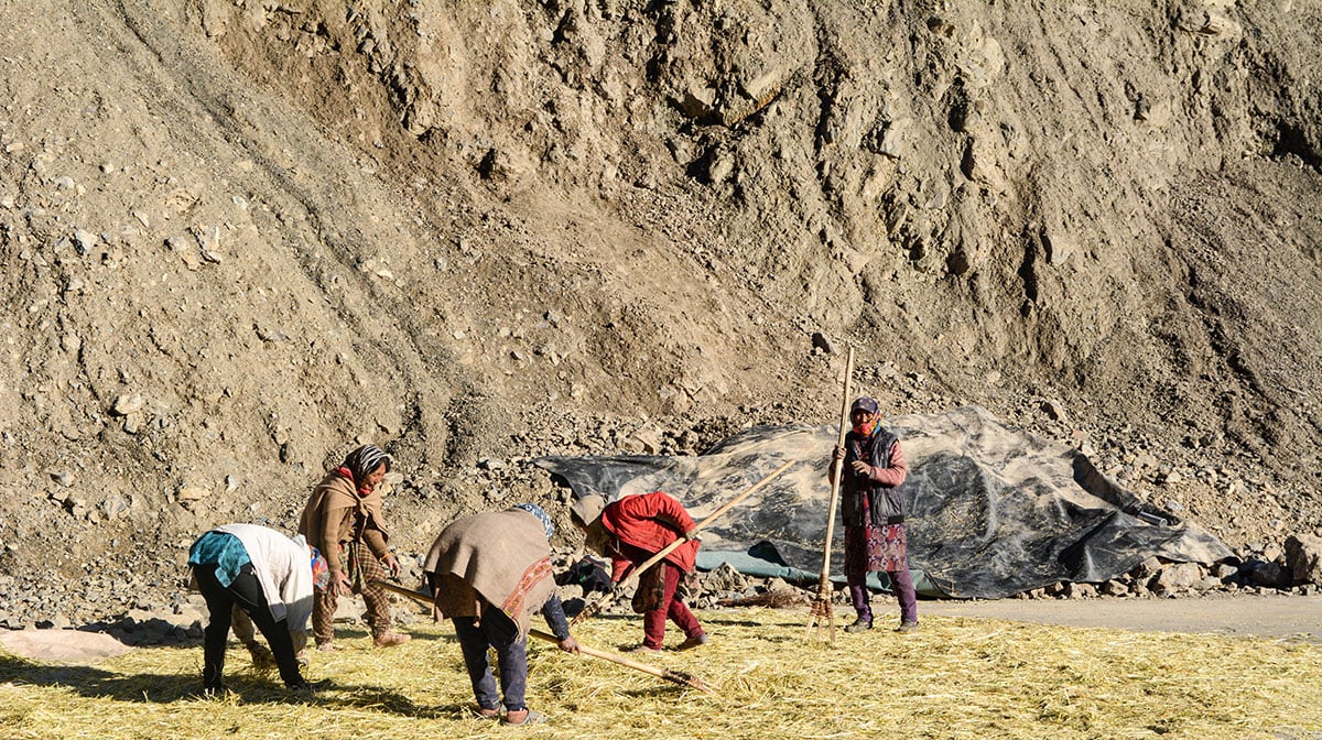 Threshing recently harvested barley through collaborative labor