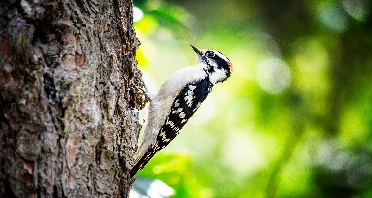 Downy woodpecker