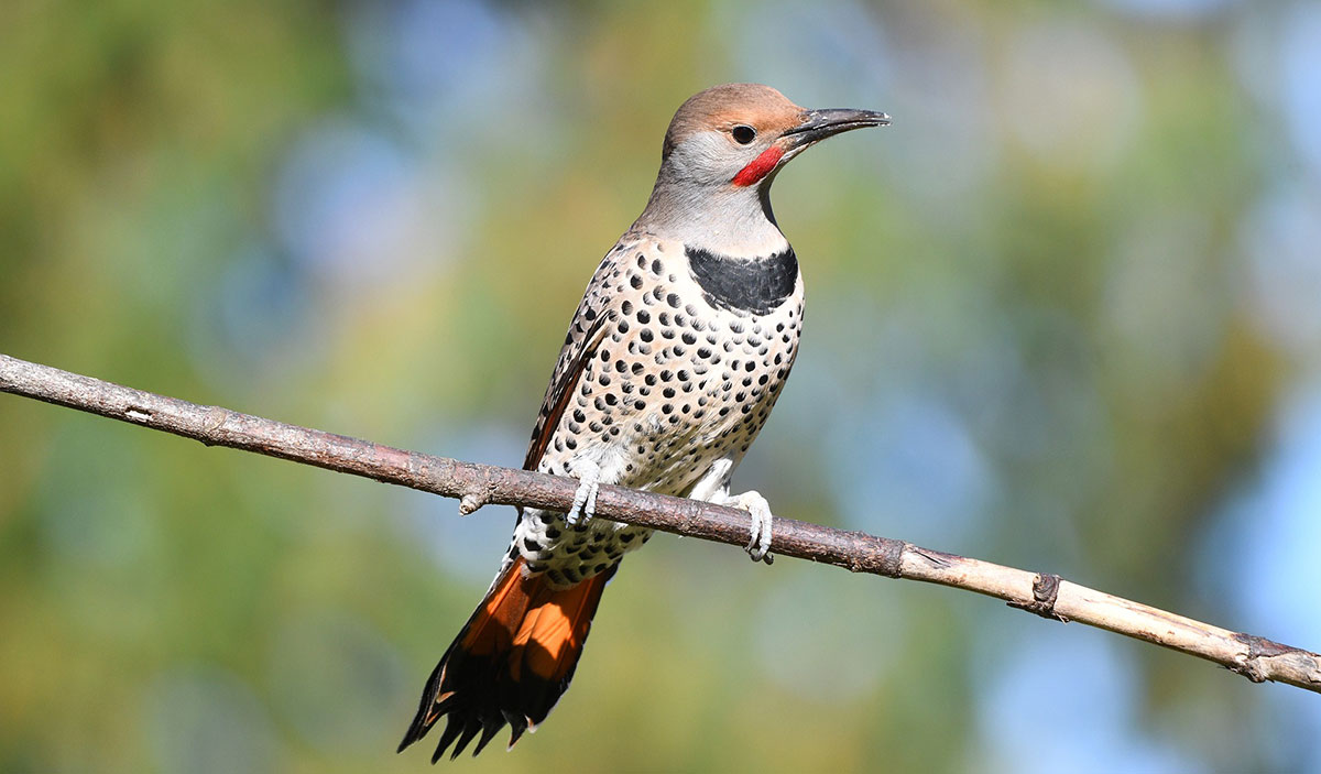 Red-shafted flicker