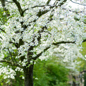 White-flowering dogwood tree