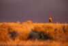 Buck in evening light