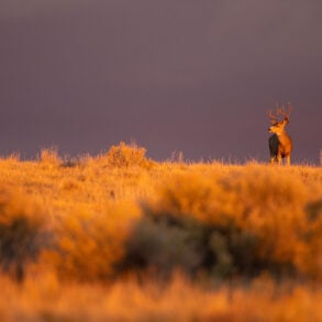 Buck in evening light