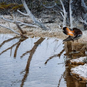 Grooming killdeer on edge of water