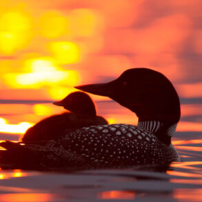 Silhouette of loon with chick at sunset