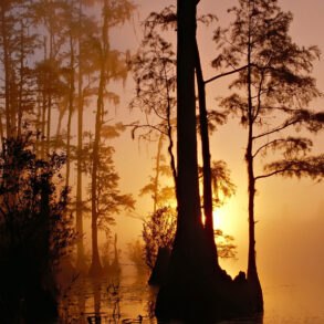 Okefenokee Swamp