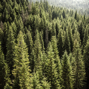 Dense evergreen forest
