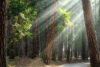 Morning light through ponderosa pines