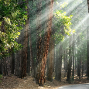 Morning light through ponderosa pines