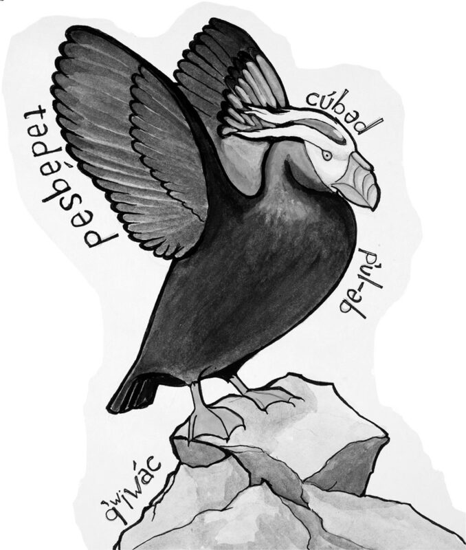Tufted Puffin